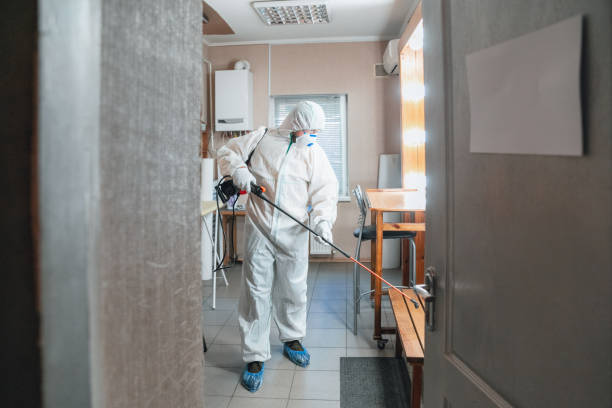 Trusted North Riverside, IL Mold Removal Experts